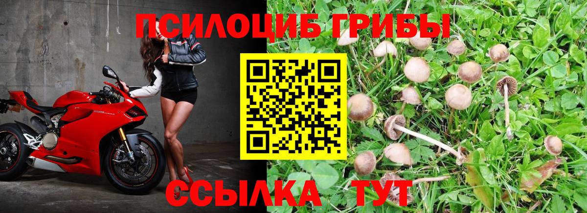 Галлюциногенные грибы Cubensis Железногорск
