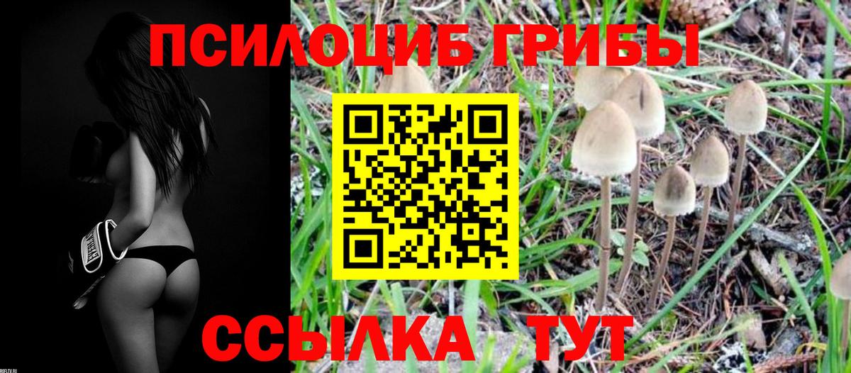 Псилоцибиновые грибы Psilocybe  Железногорск 